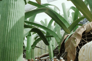 Honey, I Shrunk the Kids Movie Set Adventure