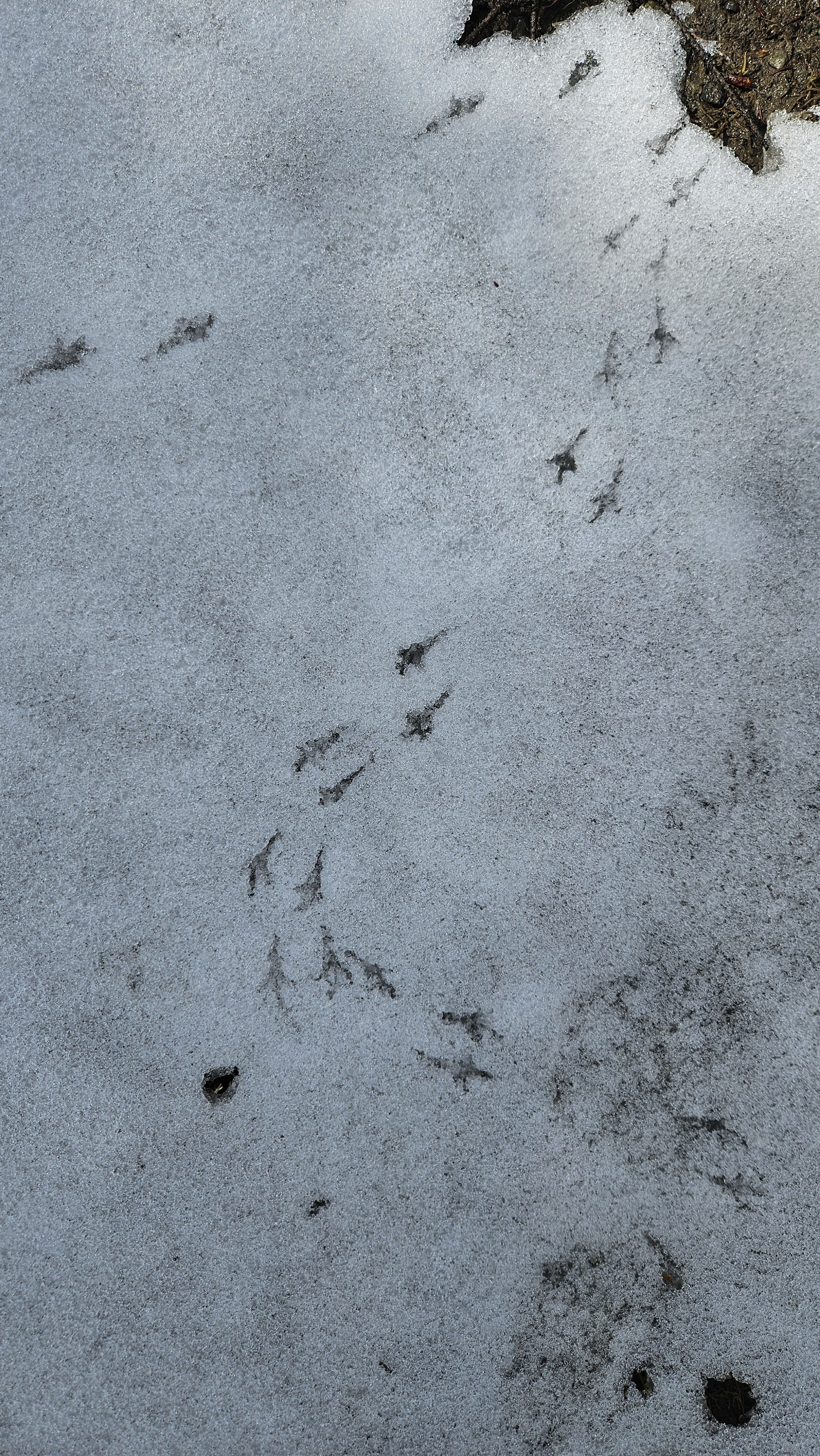 The Tracks We Choose to Follow